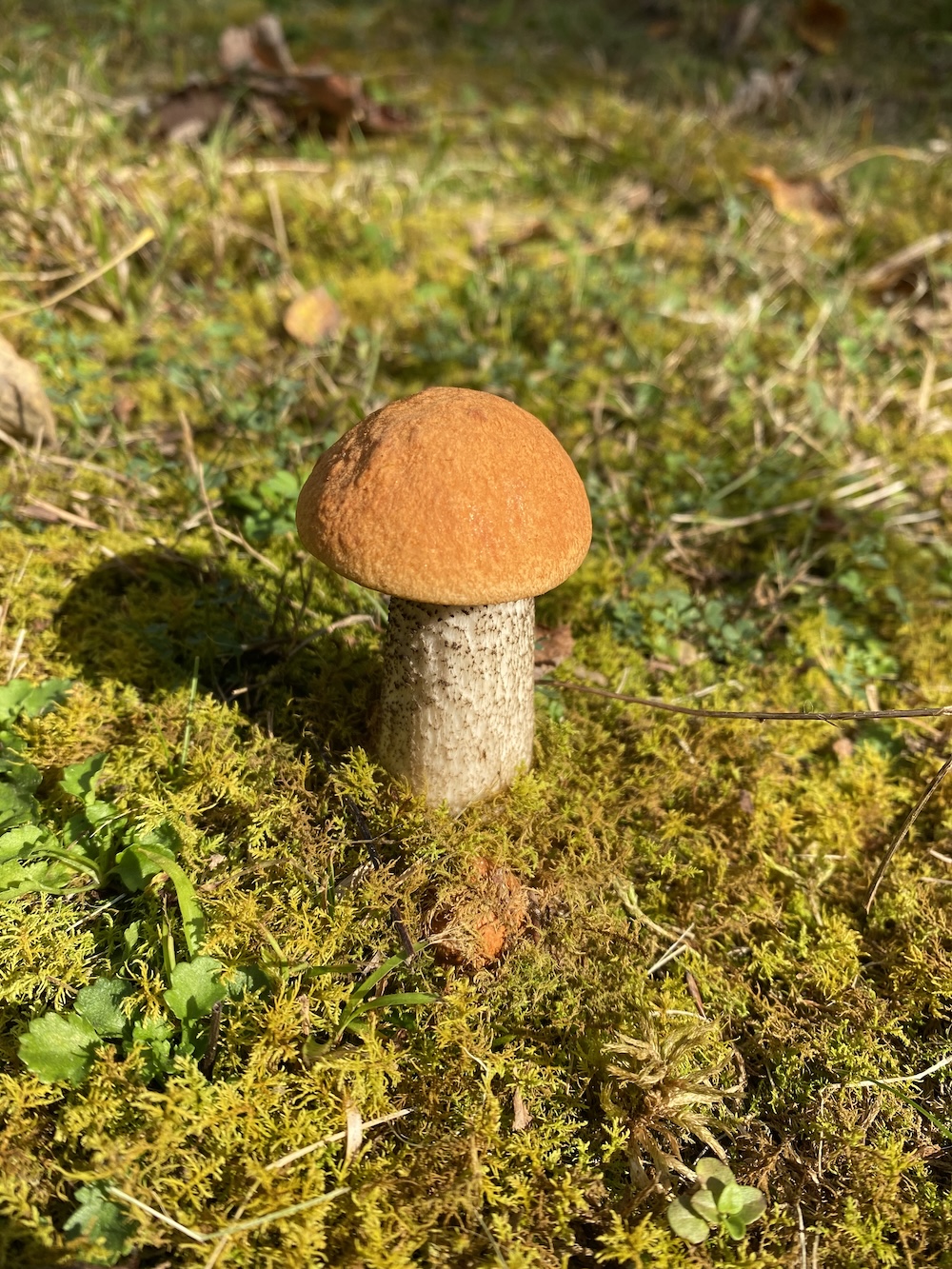 mushroom